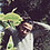 Hussein_Hamed
